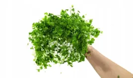 hydrocotyle-tripartita-sp-japan-dywan-16x11-cm