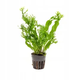 microsorium-windelov-d-roslina-sadzonka-do-akwarium