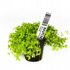 micranthemum-monte-carlo-dywan-16x11