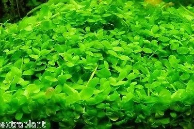 micranthemum-monte-carlo-dywan-16x11