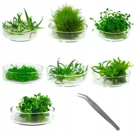 zestaw-roslin-trawnikowych-pierwszy-plan-in-vitro