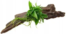 anubias-na-korzeniu-mangrowca-ozdoba-do-akwarium