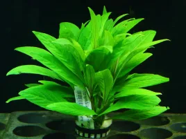 rosliny-do-akwarium-hygrophila-salicifolia-latwa