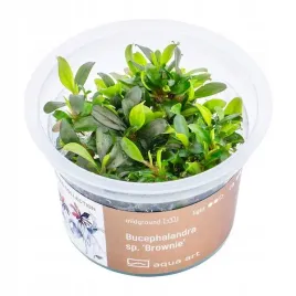 bucephalandra-sp-brownie-roslina-in-vitro-5cm