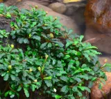 bucephalandra-sintang-koszyk-holandia-o-55-cm-stan-nowy