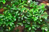 bucephalandra-sintang-koszyk-holandia-o-55-cm-marka-inna