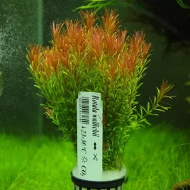 rosliny-do-akwarium-rotala-walichii-przepiekna-xxl