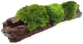 galezatka-na-korzeniu-mangrowca-ozdoba-do-akwarium