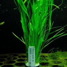 rosliny-do-akwarium-vallisneria-spiralis-latwa-xl
