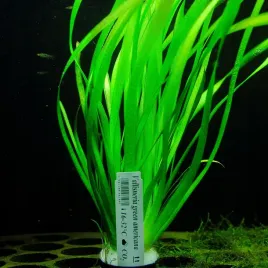 rosliny-do-akwarium-vallisneria-green-americana-xl