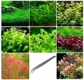 zestaw-roslin-latwych-w-uprawie-na-trzy-plany-do-akwarium-gratis-peseta