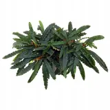 bucephalandra-biblis-koszyk-holandia-o-55-cm