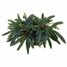 bucephalandra-biblis-koszyk-holandia-o-55-cm