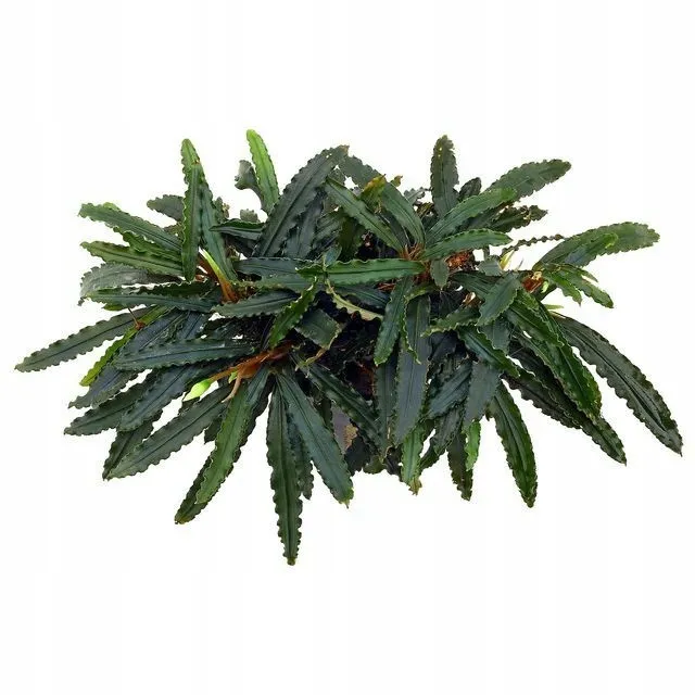 bucephalandra-biblis-koszyk-holandia-o-55-cm