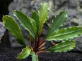 bucephalandra-biblis-koszyk-holandia-o-55-cm-stan-nowy