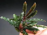 bucephalandra-biblis-koszyk-holandia-o-55-cm-marka-inna