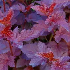 pecherznica-kalinolistna-purpureus-physocarpus-w-p11-30-40-cm
