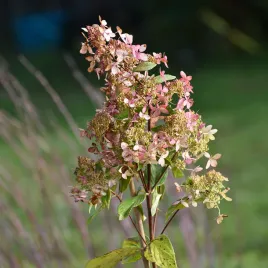 hortensja-pinky-winky-na-pniu