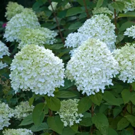 hortensja-polarbear-na-pniu