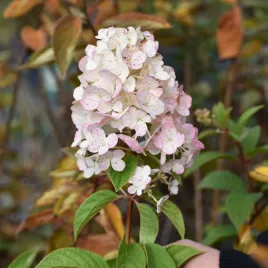 hortensja-bombshell-na-pniu