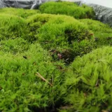 ava-adaptogenic-krem-ani-blue-light-30-ml-dzialanie-ochrona-uv