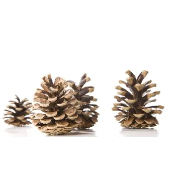 szyszki-naturalne-stan-nowy