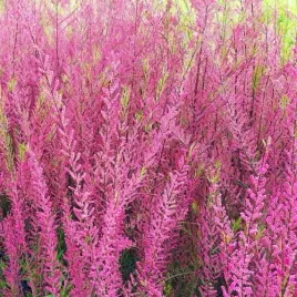 tamaryszek-drobnokwiatowy-tamarix-w-doniczkach-p11-wysokosc-70-90-cm