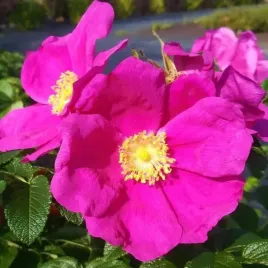 roza-pomarszczona-rosa-w-doniczkach-p11-20-30-cm