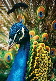 puzzle-250-ukladanka-kolorowy-paw-zwierzeta-ptak-natura-interdruk