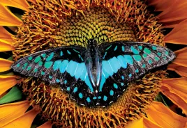 puzzle-250-ukladanka-kolorowy-motyl-zwierzeta-owady-slonecznik-interdruk
