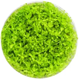 roslina-do-akwarium-zielona-hemianthus-micranthemoides-invitro-maly-kubek
