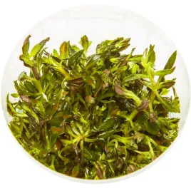 rosliny-do-akwarium-sadzonka-limnophila-aromatica-invitro-maly-kubek