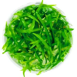 rosliny-akwariowe-piekna-sadzonka-sagittaria-subulata-invitro-mini-kubek