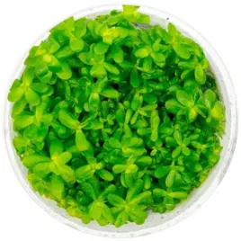 sadzonki-do-akwarium-zielone-ammania-bonsai-roslina-invitro-maly-kubek