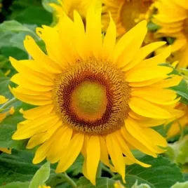 slonecznik-ozdobny-sunspot-karlowy-doskonaly-do-uprawy-na-doplaty-1kg