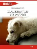 dlaczego-pies-sie-drapie-stan-nowy
