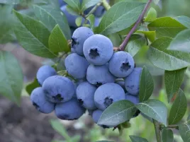 borowka-amerykanska-patriot-sadzonka-w-doniczce-p9-srednio-wczesna-odmiana