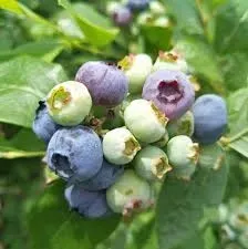 borowka-amerykanska-elizabeth-sadzonka-w-doniczce-p9-srednio-wczesna