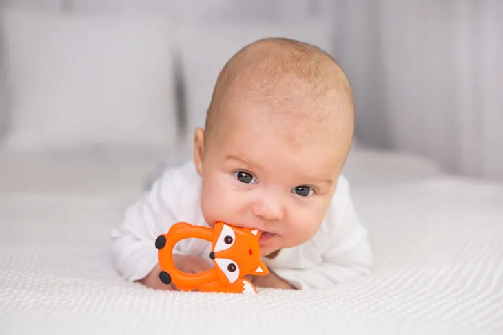 gryzak-lis-giligums-dumel-informacje-dodatkowe-brak