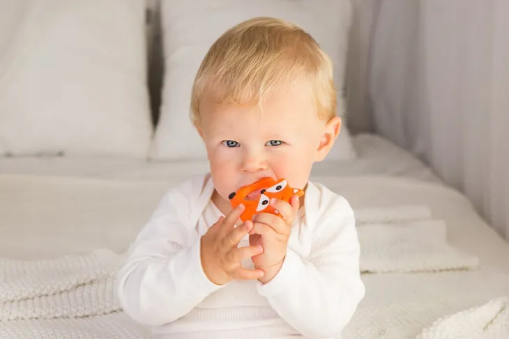 gryzak-lis-giligums-dumel-stan-nowy