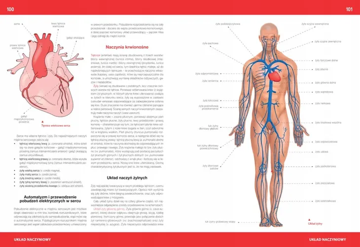atlas-anatomiczny-justyna-mazurek-jezyk-polski