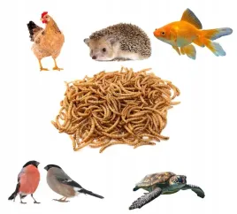 macznik-suszony-mealworm-karma-dla-gadow-ptakow-kur-ryb-100g