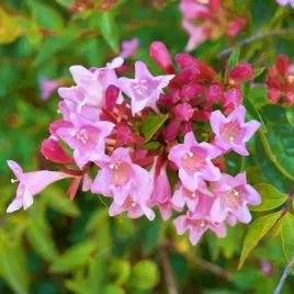 abelia-wielkokwiatowa-pinky-bells-rozowe-kwiaty-abelia-grandiflora-2-0l