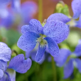 fiolek-motylkowaty-dark-freckles-viola-sororia-doniczka-1-0l