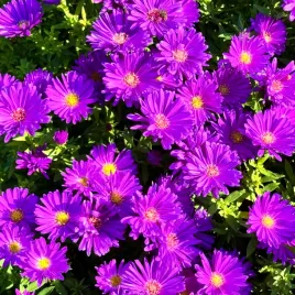 aster-nowobelgijski-magic-purple-michalek-fioletowy-purpurowy-doniczka-1l