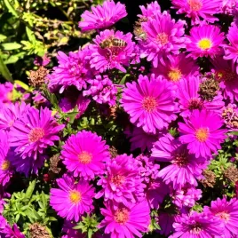 aster-nowobelgijski-magic-pink-michalek-rozowy-doniczka-1-0l