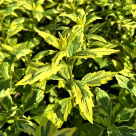 aster-japonski-shogun-pstre-liscie-kalimeris-yomena-doniczka-2-0l