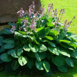 funkia-hosta-bressingham-blue-doniczka-2-0l-niebieskie-liscie