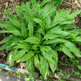 funkia-hosta-stiletto-miniaturka-doniczka-2-0l