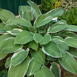 funkia-tom-schmid-hosta-doniczka-2-0l-biale-marginesy